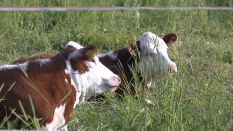 dos vacas lecheras descansan en el campo