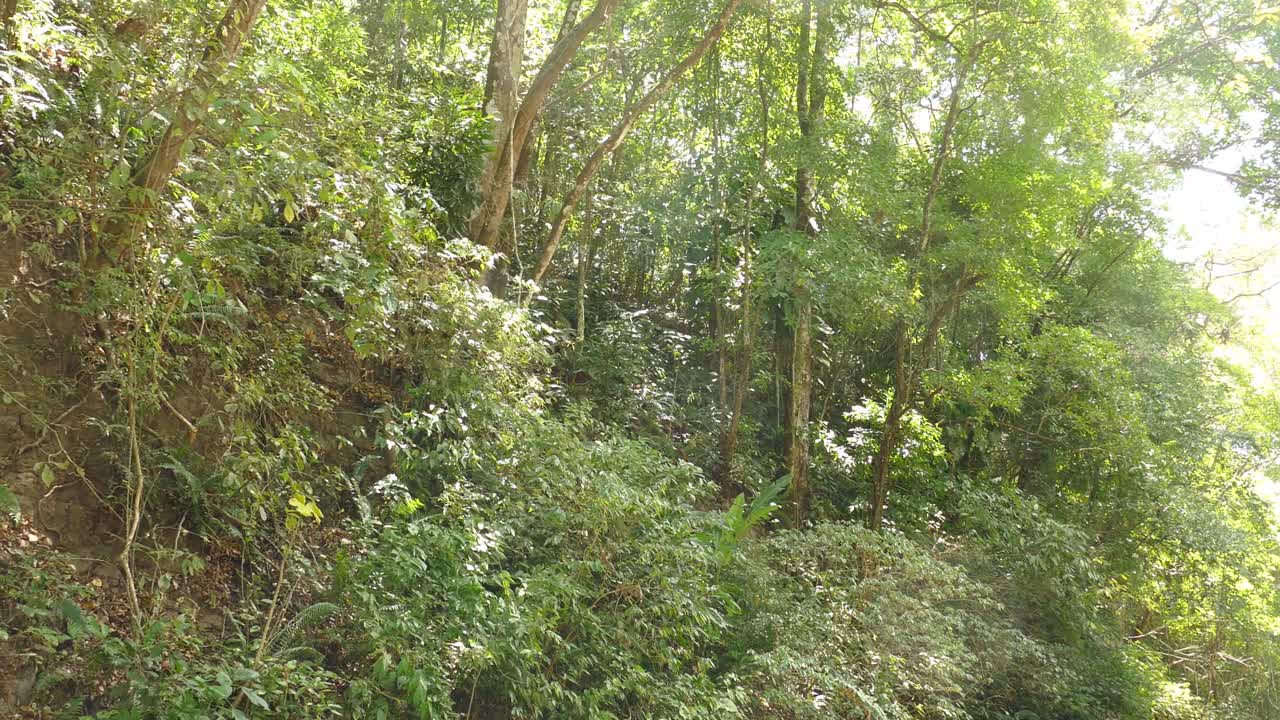 파나마 열대 숲의 이국적인 녹색 나뭇가지와 나뭇잎을 통해 빛나는 햇빛 광선