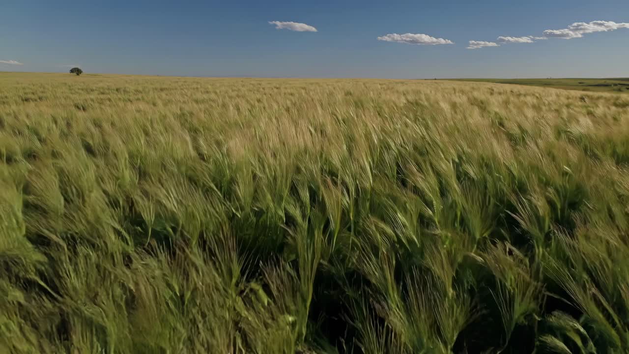Aerial video of a vast wheat field swaying in the wind under a clear blue sky