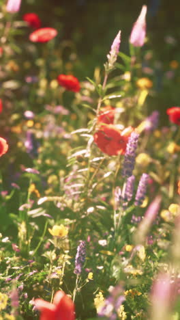 hermoso prado de flores silvestres en verano