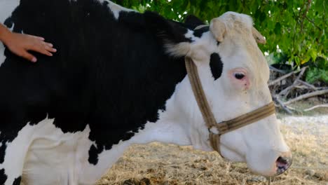 hombre amante de las vacas en el jardín