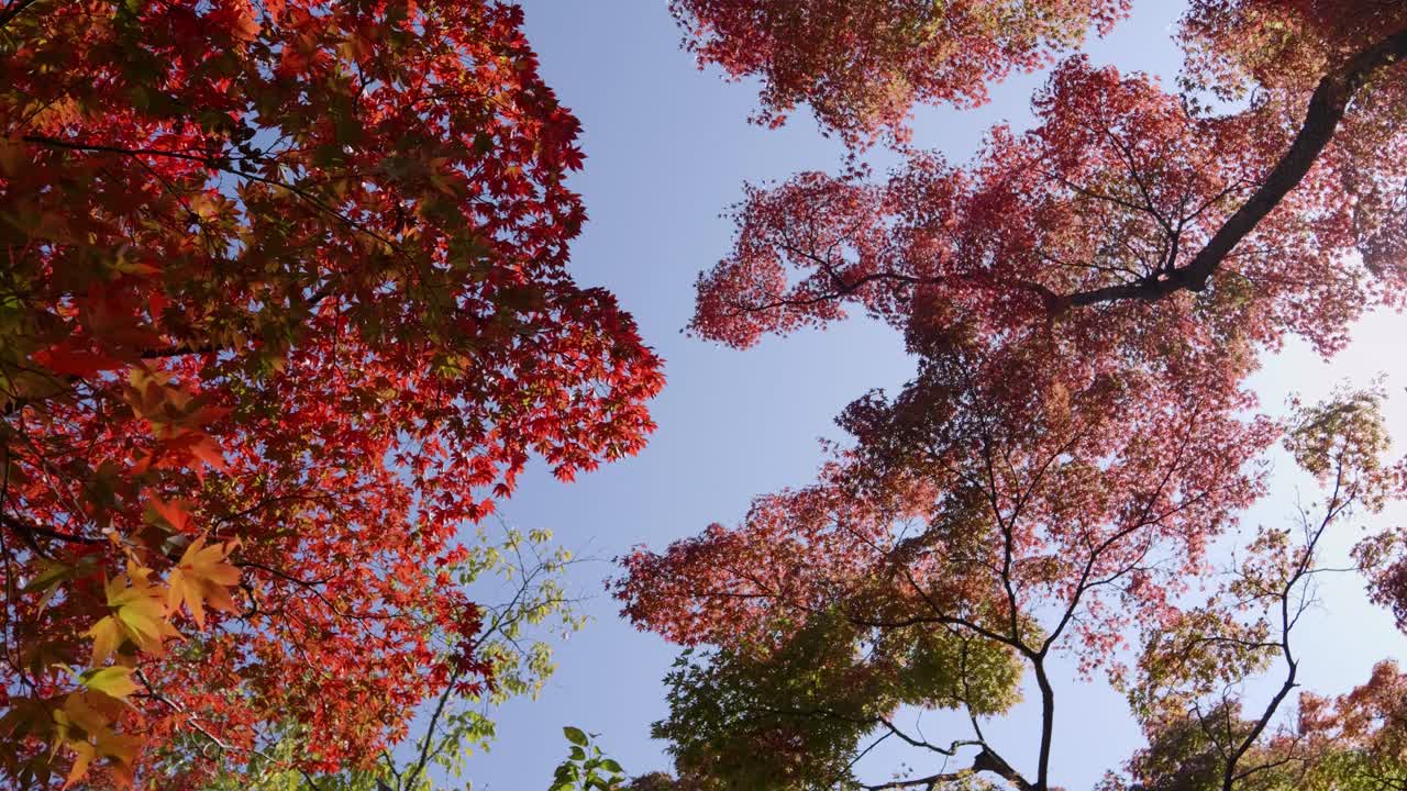Minimalistic view over red maple leaf trees against blue sky, slow motion