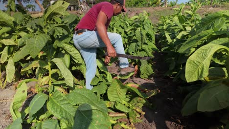 a worker harvesting tobacco leaves with a machete in a tobacco field under sunny skies