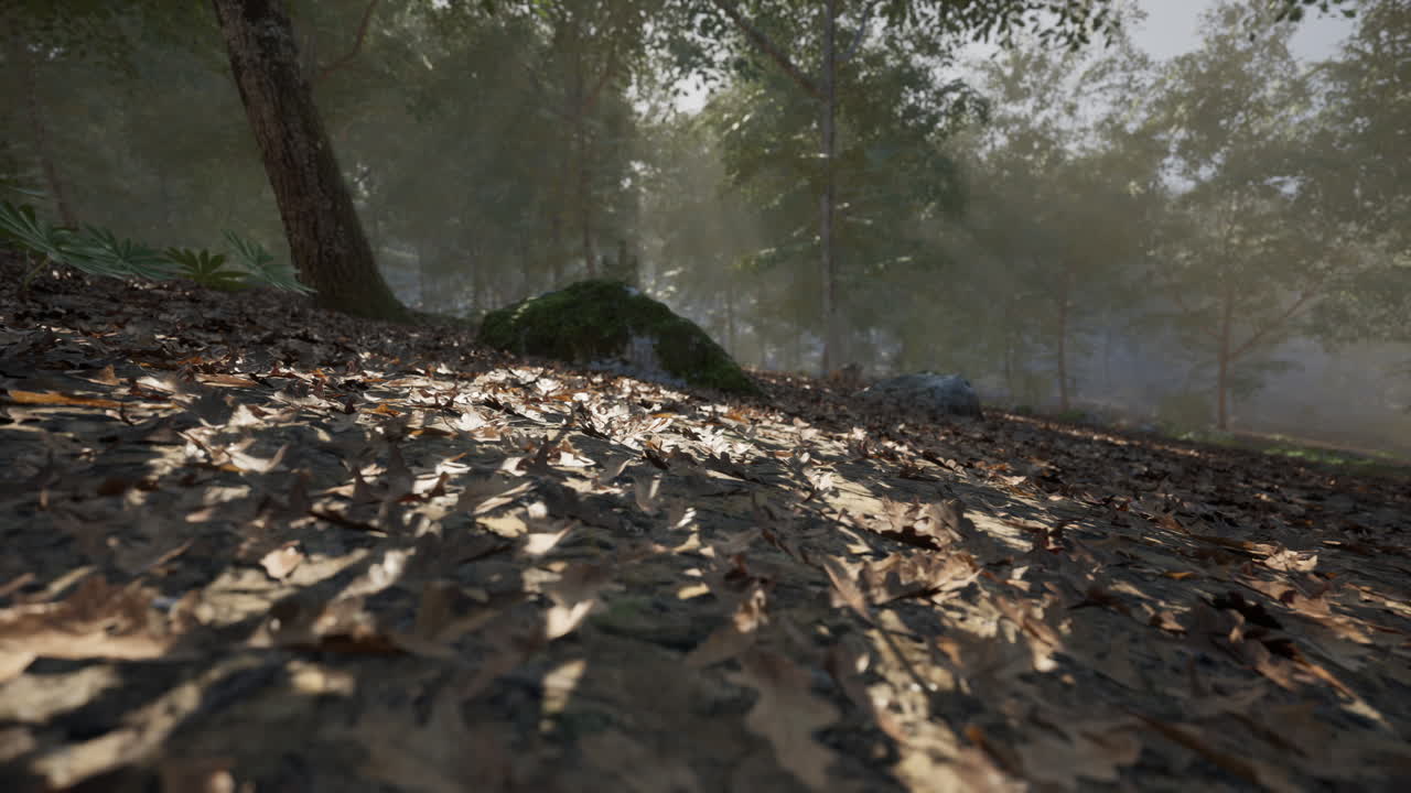 Tranquil forest scene with fallen leaves and dappled sunlight in autumn