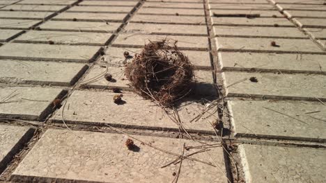 Fallen-birds-nest-on-stone-sidewalk-pavement,-Closeup-Moving-Forward