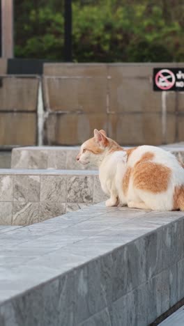 ginger cat lounging on a sunny deck