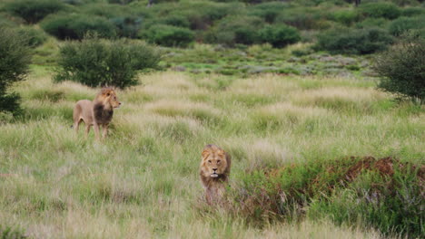 light prime lion roaring through the meadow with a male lion in the background in central kalahari, botswana