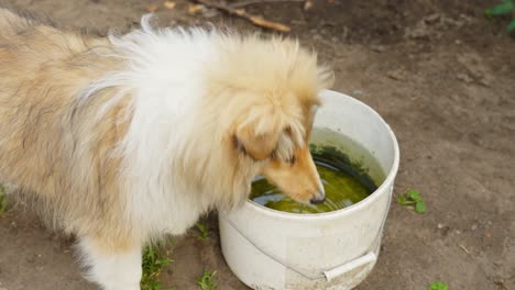 collie áspero bebiendo agua de un cubo en una casa de campo