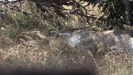 León-Acostado-Durmiendo-En-Los-Arbustos-Ventosos-En-La-Reserva-De-Leones,-Ciudad-Del-Cabo,-Sudáfrica