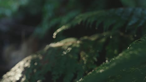 Lush-green-rainforest,-Sunlight-falling-on-fern-tree,-rack-focus-macro-new-zealand-water-on-leaf,-symmetry-satisfaction