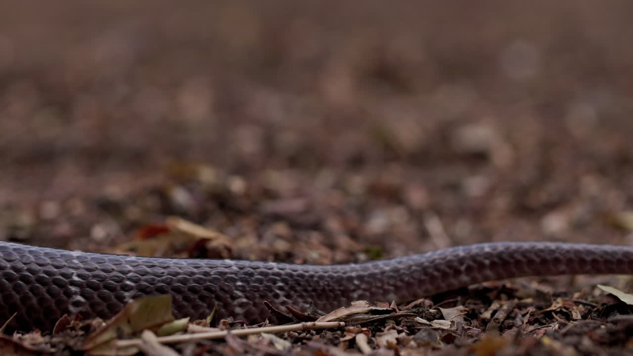 Macro a livello del suolo: un serpente Krait comune scuro scivola attraverso l'inquadratura in un lento movimento fluido.