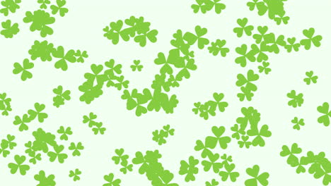 motion green shamrocks with saint patrick day 7