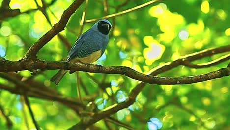Swallow-tanager-bird,-medium-wide-shot,-Tersina-viridis,-perching-in-tree,-Swallow,-tanager,-Neotropic-birds,-family-Thraupidae,-cinematic,-bokeh,-bird,-colorful,-vivid,-telelens,-leaves,-branches