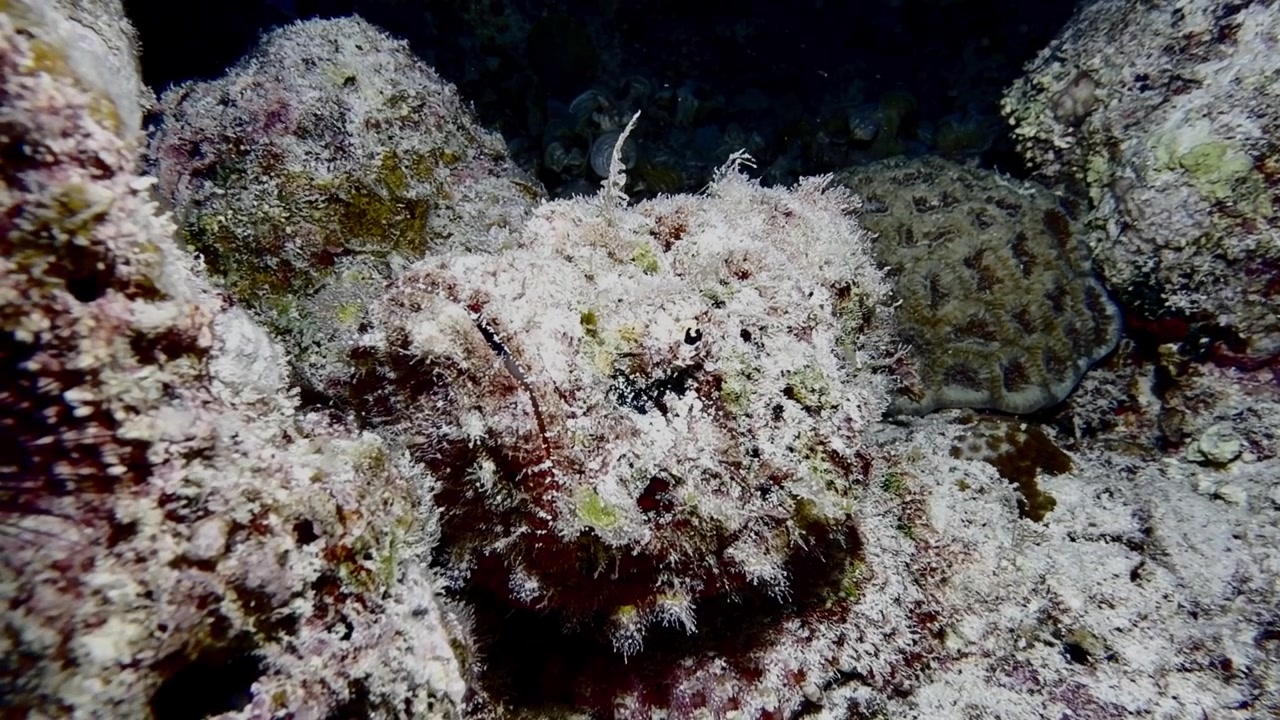 Kamouflerad skorpionfisk vilar bland koraller och stenar på ett rev på natten i Mauritius. Fascinerande marin vildlivsfilm som visar naturligt kamouflage och nattligt havsliv.