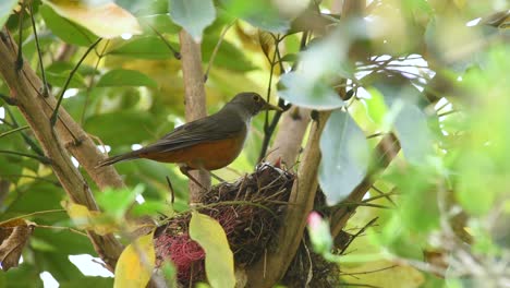 red-bellied thrush feeding chicks in nest with suriname cherry