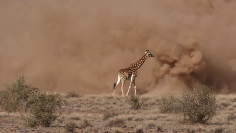 giraffe in a progressing dust storm on the savanna