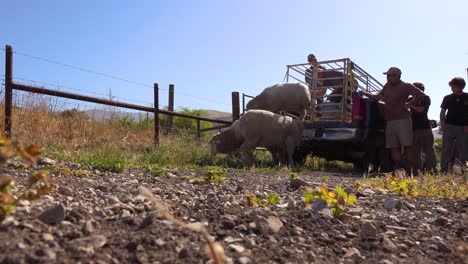 Viehzüchter-Entladen-In-Dieser-Klassischen-Ranch-Aufnahme-Schafe-Von-Der-Ladefläche-Eines-Pickup-Trucks-1