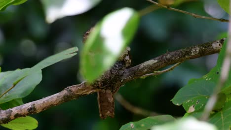 The-Javan-Frogmouth-or-Horsfield's-Frogmouth-is-found-in-Thailand-and-other-Asian-countries