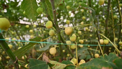 sweet, fresh green figs on the fig tree branches inside a greenhouse