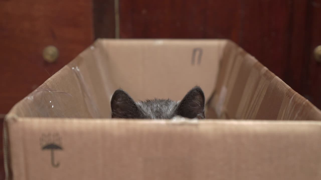 Funny gray cat excited during game hiding in cardboard box looking out