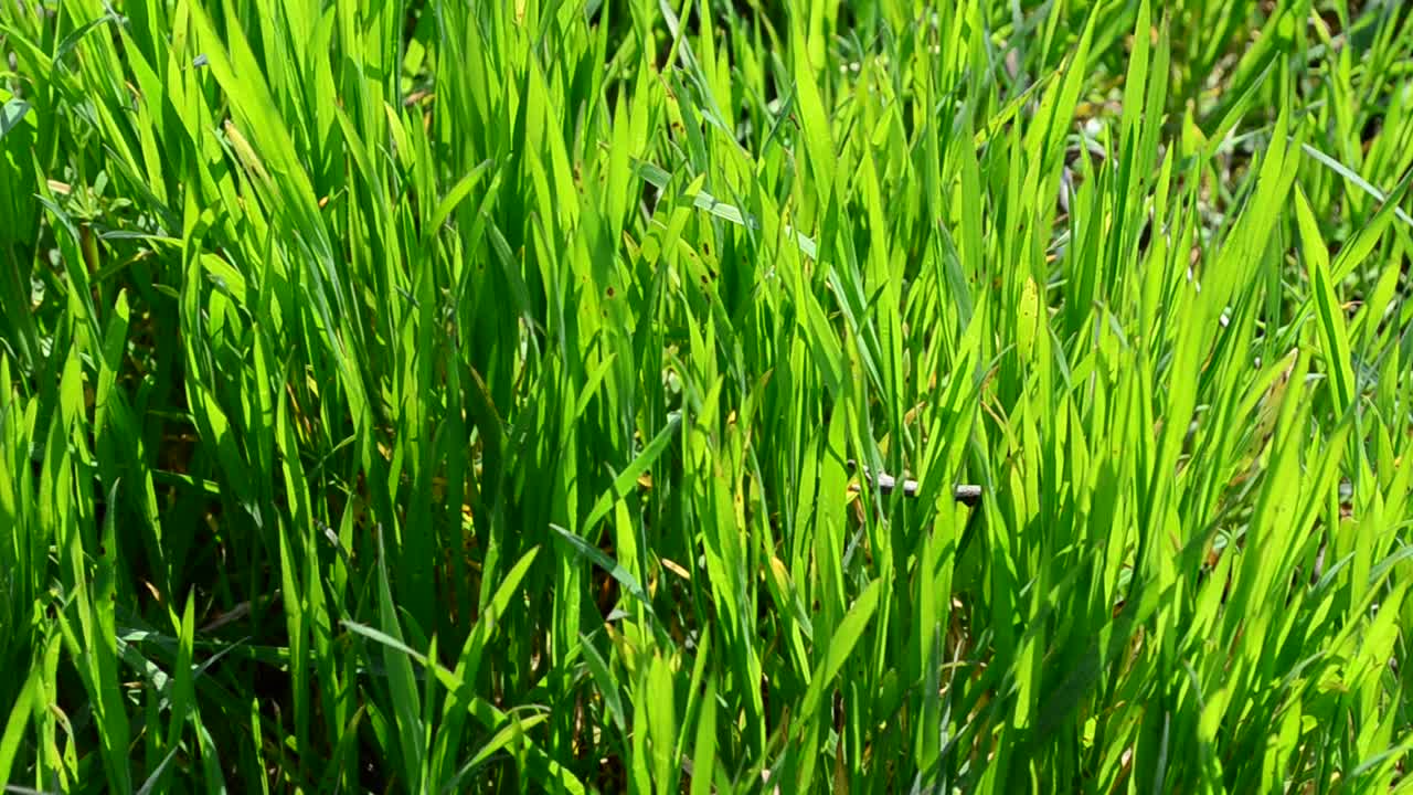 Erba verde. Sfondo primaverile