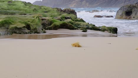 algas aisladas arrastradas a la orilla en una playa de arena tropical con islotes y rocas en el fondo 50 fps hs toma estática porto santo - portugal