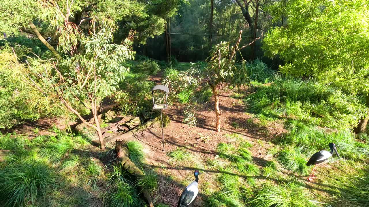 울창 한, 닫힌 조류  에서 움직이는 새 들