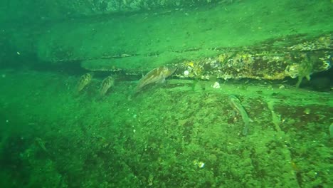 underwater fish