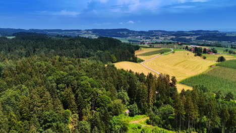 thick pine tree woods near the agricultural fields. sunny summer day in the countryside from top view