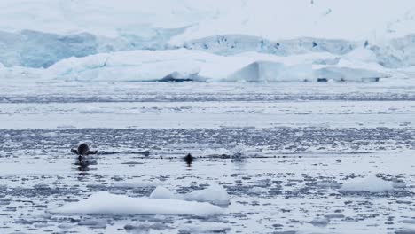 Gentoo-Penguins-Porpoising-and-Jumping-Out-of-the-Water-in-the-Southern-Ocean-Sea-While-Swimming,-Antarctica-Wildlife-Slow-Motion-of-Amazing-Penguin-Animal-Behaviour-on-Antarctic-Peninsula