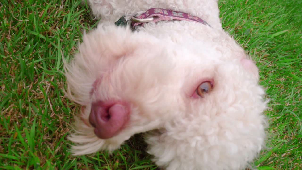 Dog face close up. Dog licking lips. Playful pet lying on grass. Dog mouth open