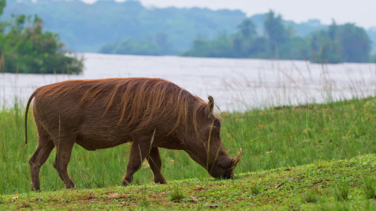 Facocero al pascolo nella savana nel Parco nazionale delle Cascate Murchison, Uganda. - campo largo
