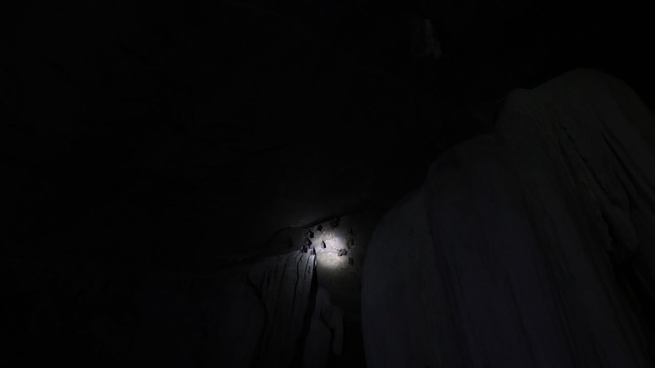 Bat navigating darkness in a cave environment