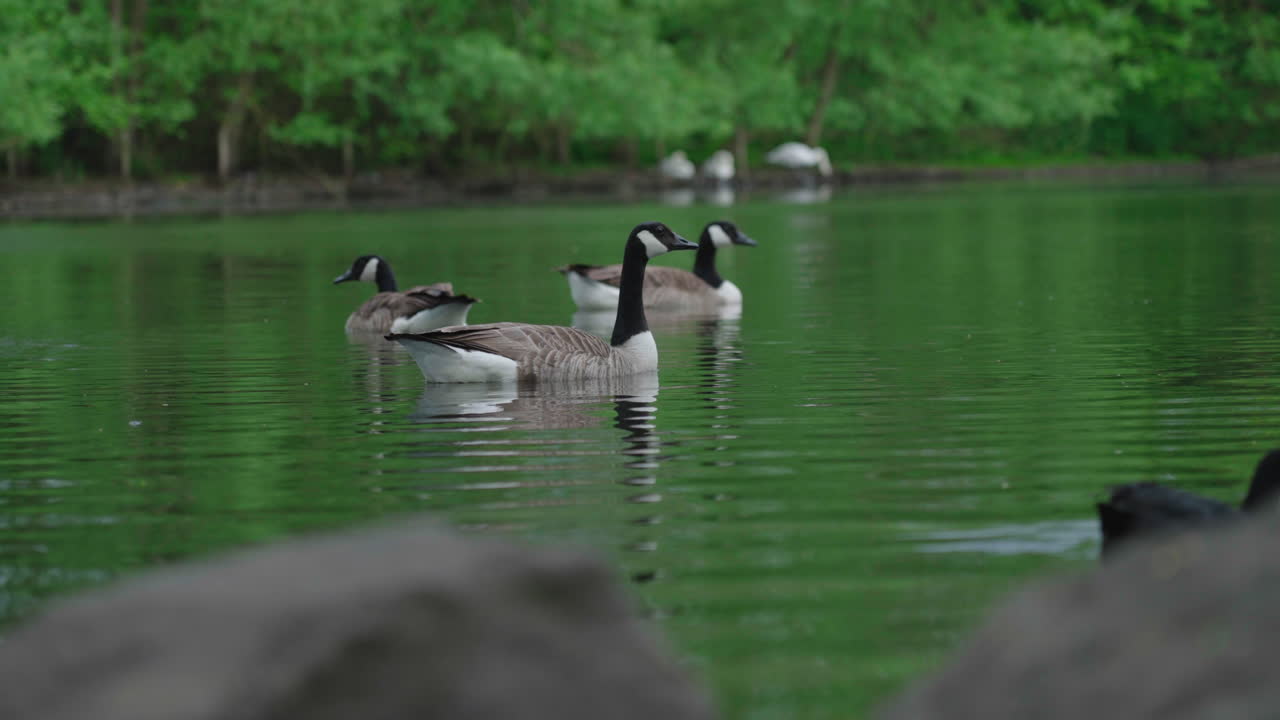 focha euroasiática y gansos canadienses flotando en aguas tranquilas