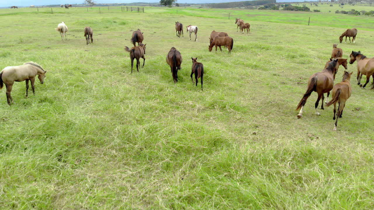 caballos en un pasto de verano