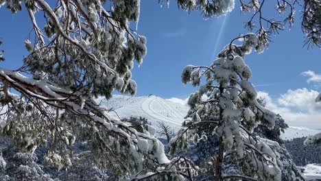 Ski-Station-Summit-Behind-Snowy-Pine-Trees-On-A-Sunny-Day,-Static-Wide