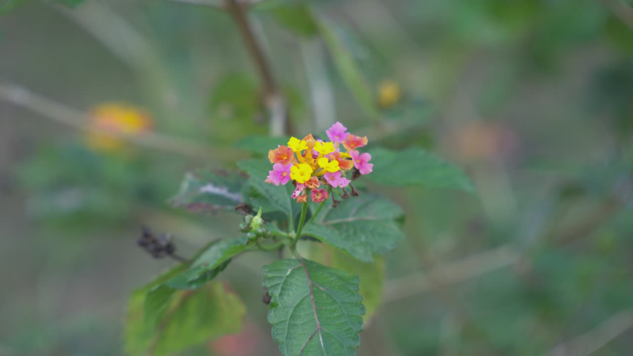 Bunga merah, oranye, kuning tertiup angin