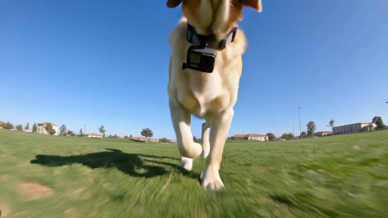 Un Labrador giallo corre e si lancia verso una telecamera bassa in un ampio campo erboso, con una telecamera al collare.