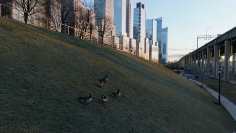 aerial view around a flock of ducks in the riverside park, sunrise in ny, usa