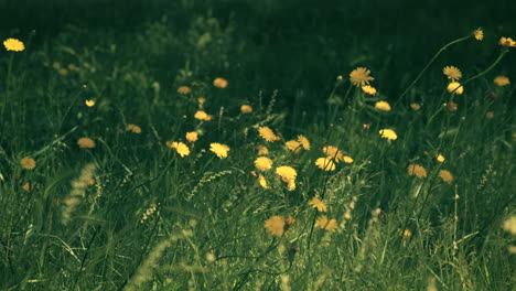 Gelbe-Löwenzahn-Wildblumenwiese,-Sanfte-Brise-In-Zeitlupe