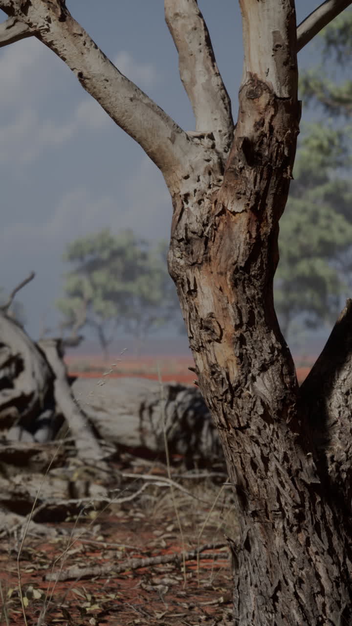 건조한 오스트레일리아 외 풍경에 있는 은 유칼립투스 나무의 클로즈업