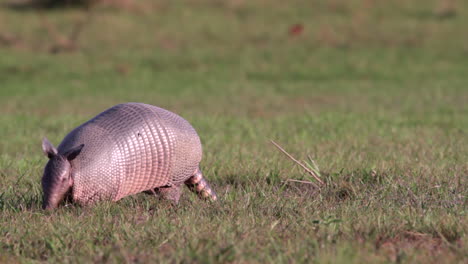 Close-Nine-banded-Armadillo-foraging-in-short-river-edge-grass-at-Barba-Azul-Nature-Reserve,-Beni