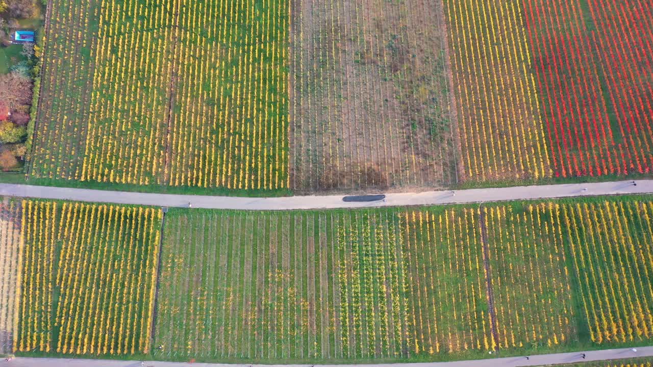 vista aérea de arriba hacia abajo volando lateralmente a través de un enorme viñedo colorido durante el otoño con hermosos colores y valle en 4k en stuttgart alemania