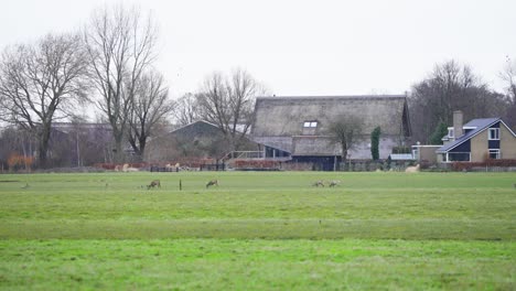 Roe-deer-herd-grazing-in-grassy-field-near-farm-on-cloudy-autumn-day