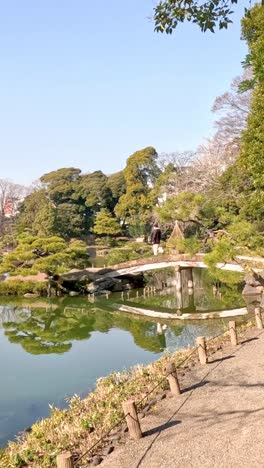 a peaceful stroll around a serene park pond