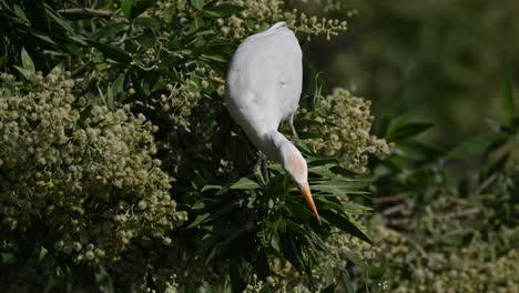 Garcilla-Bueyera-Vagando-Por-Los-árboles-De-La-Tierra-Pantanosa-De-Bahrein-En-Busca-De-Comida