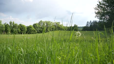 Große-Wiese-Im-Wind-In-Zeitlupe-Und-Einige-Bäume-Im-Hintergrund