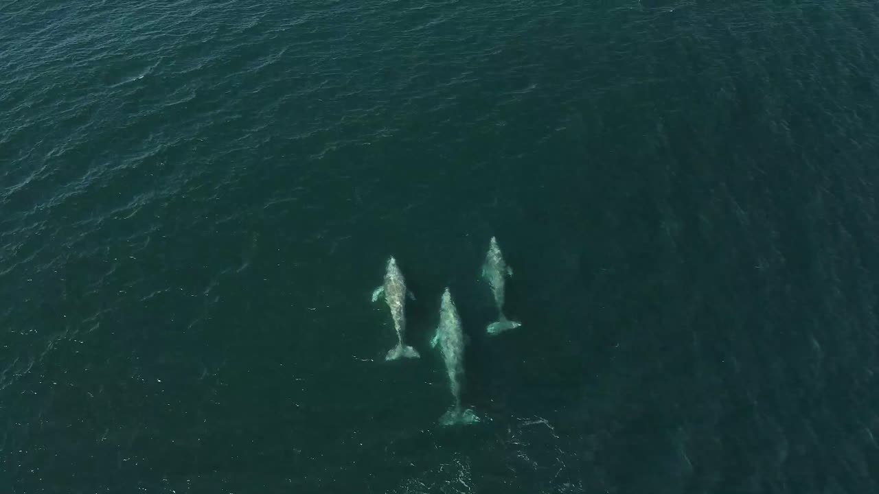 Family of 3 grey whales swimming together, aerial view