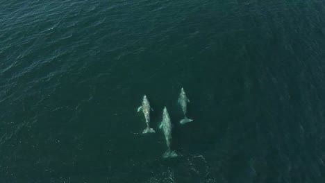 family of 3 grey whales swimming together, aerial view