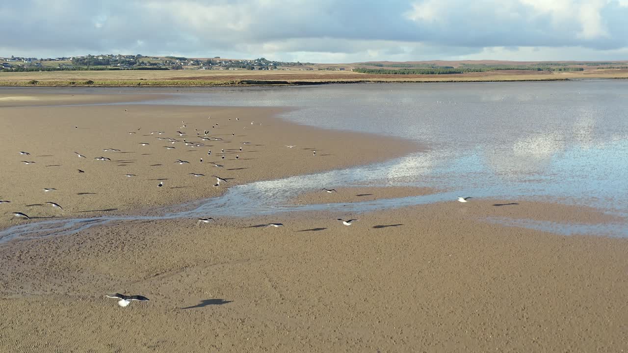 Droneoptagelse i fugleperspektiv af en flok havfugle, der lander på en strand i Hebriderne